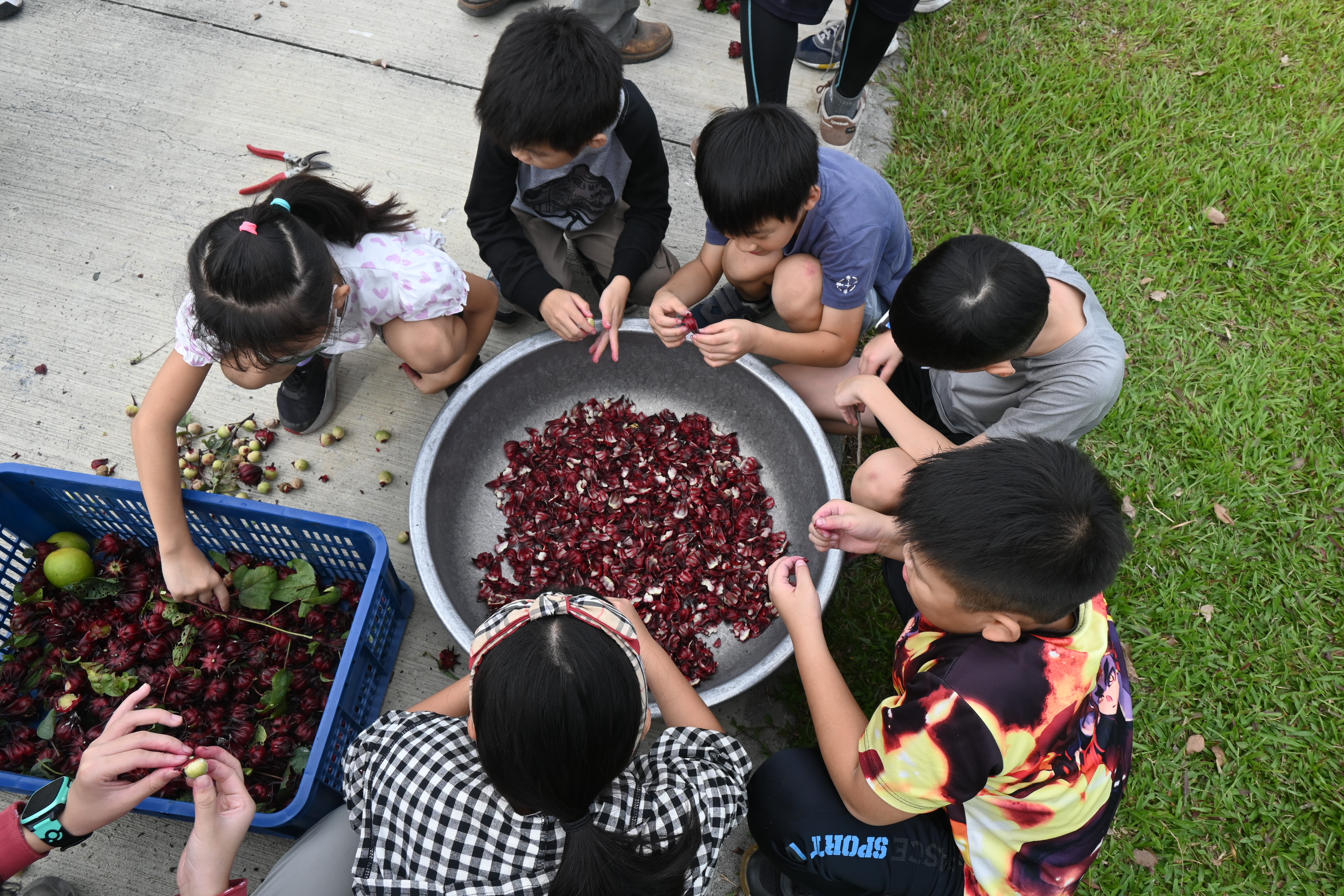 Teachers and students of Yuren Elementary School picked the abundant harvest of Roselle on campus